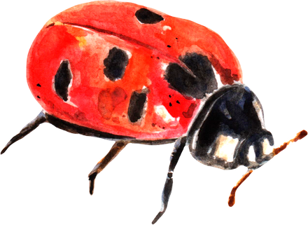 Watercolor Ladybug Insect Illustration